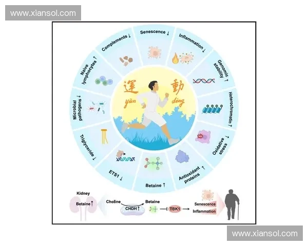 运动生理视角下人体能量代谢与运动表现关系研究